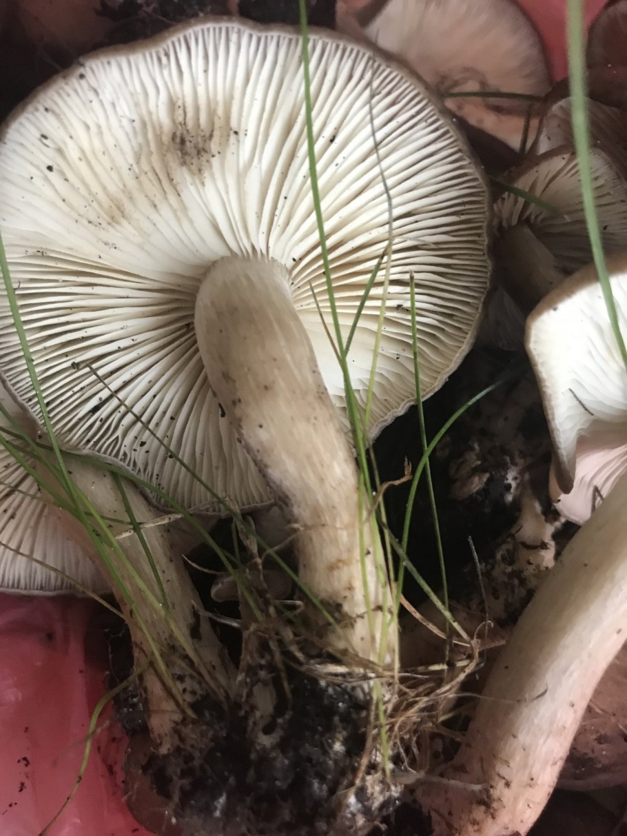Дымчатая говорушка Clitocybe nebularis