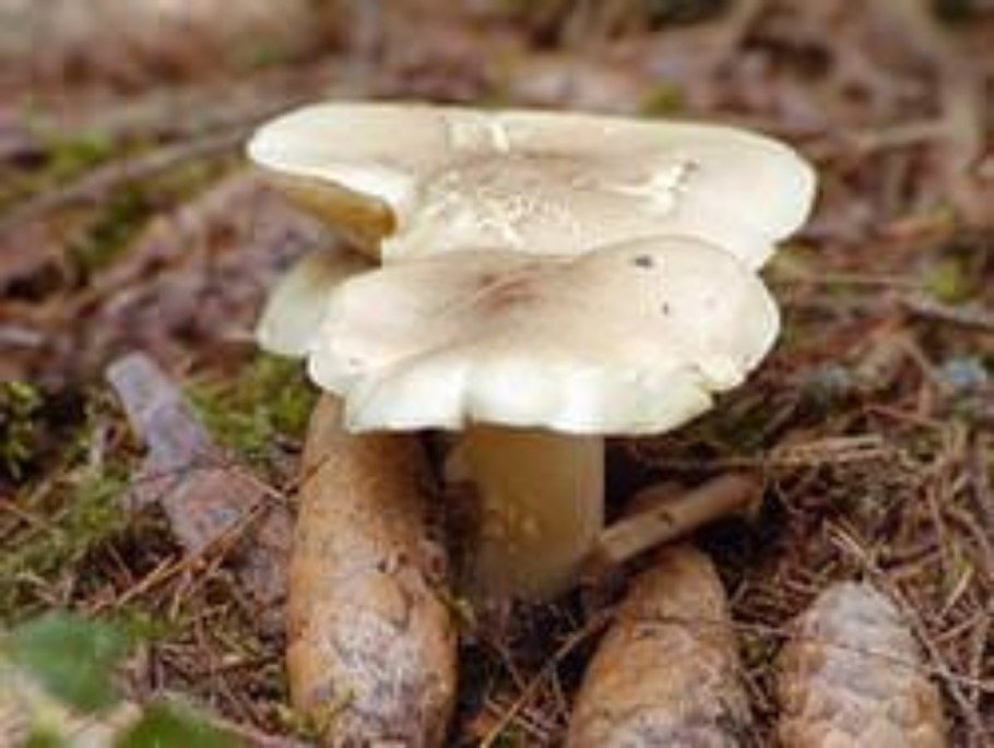 Рядовка пятнистая (Tricholoma pessundatum)