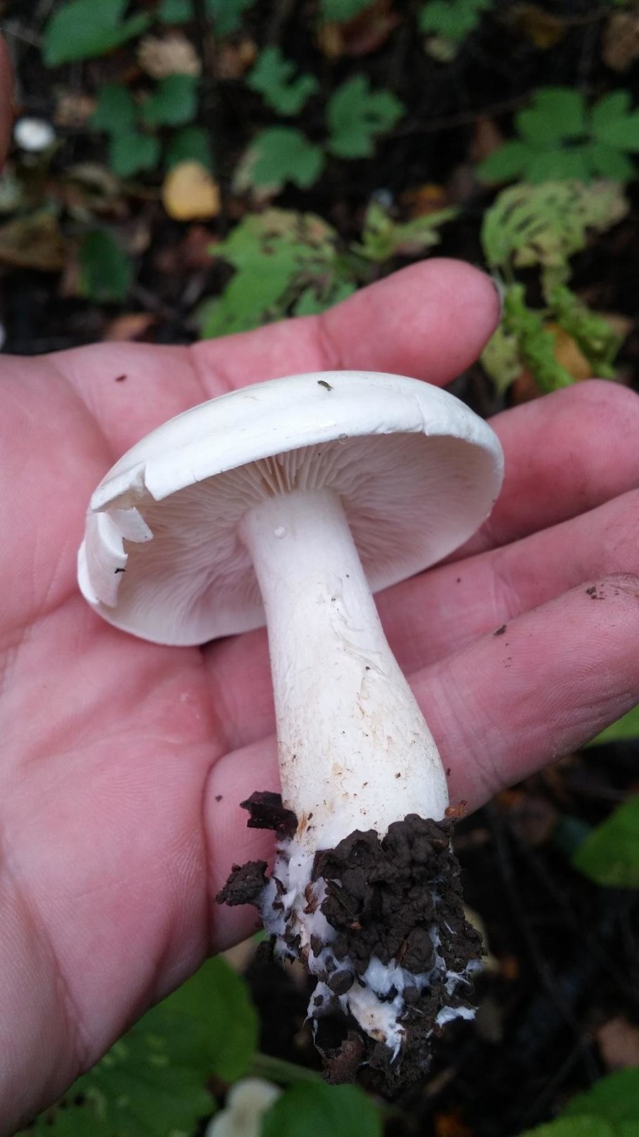 Рядовка сросшаяся Lyophyllum connatum