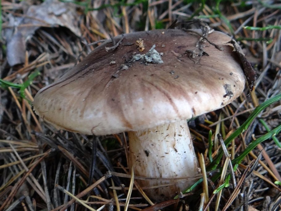 Рядовка Голубиная Tricholoma columbetta