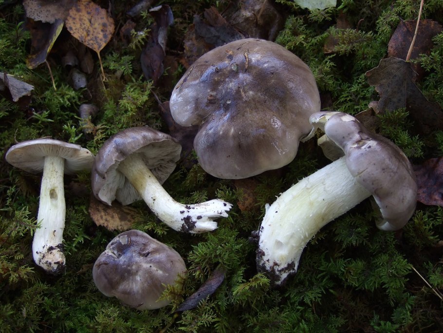Рядовка землистая Tricholoma terreum
