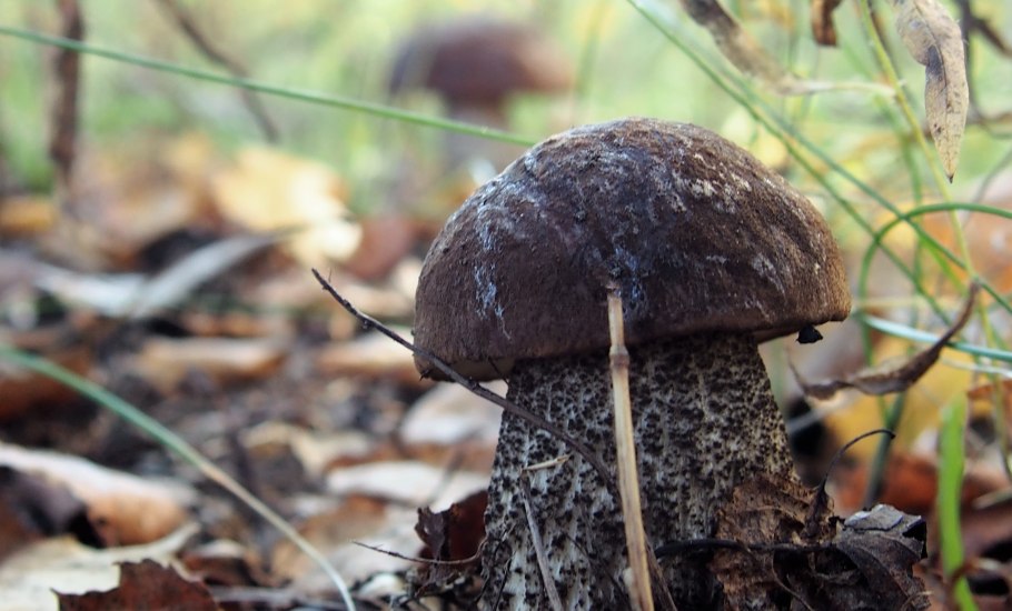 Leccinum melaneum черноголовик гриб подберёзовик