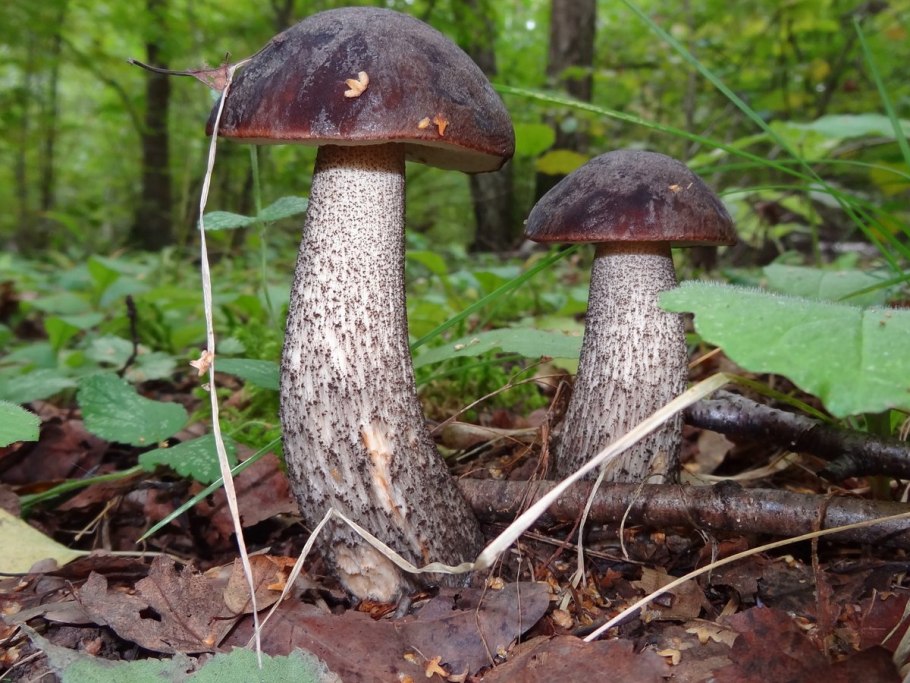 Гриб моховик подберезовик подосиновик