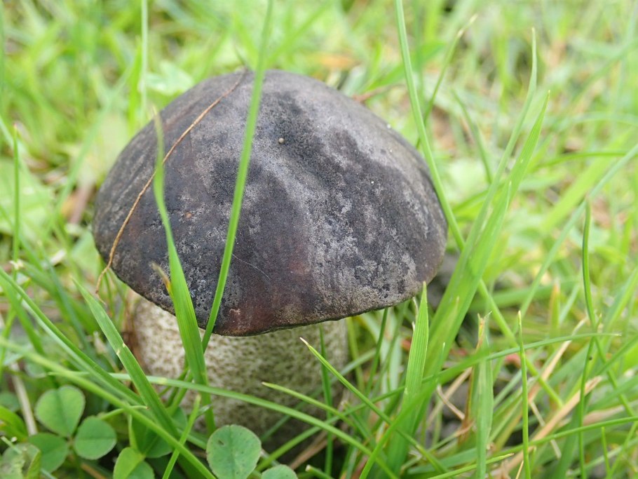 Подберезовик обабок