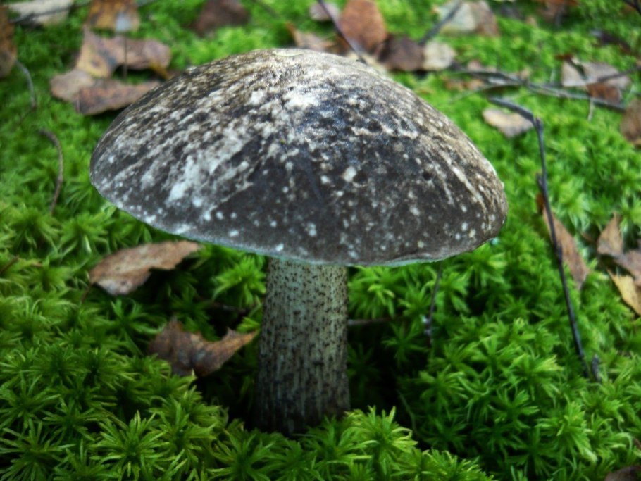 Подберёзовик чёрный