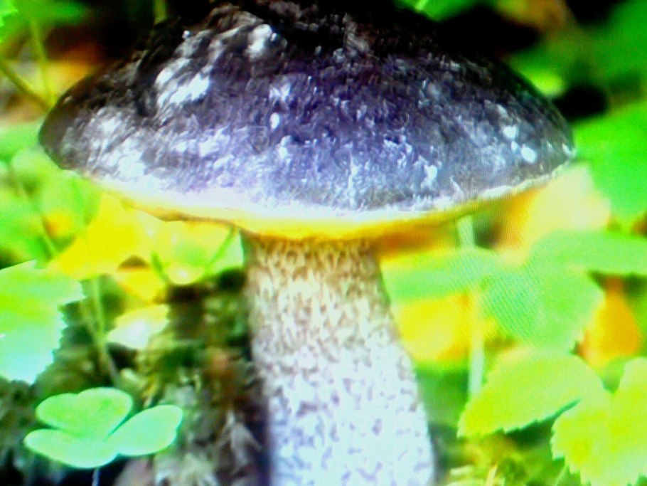 Подберезовик черноголовик