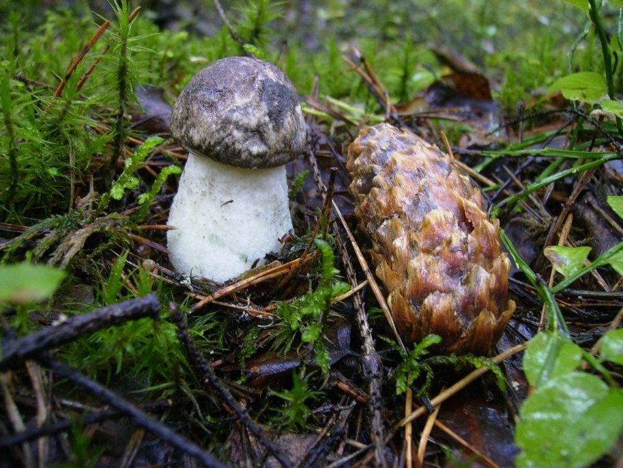 Подберёзовик чёрный