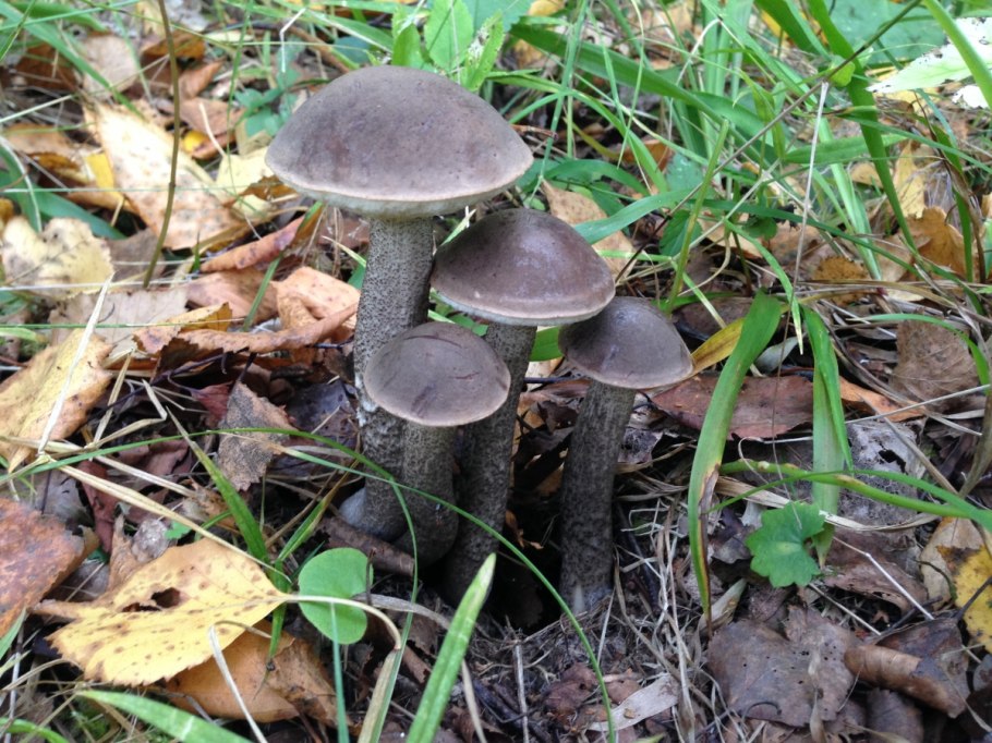 Груздь подосиновик