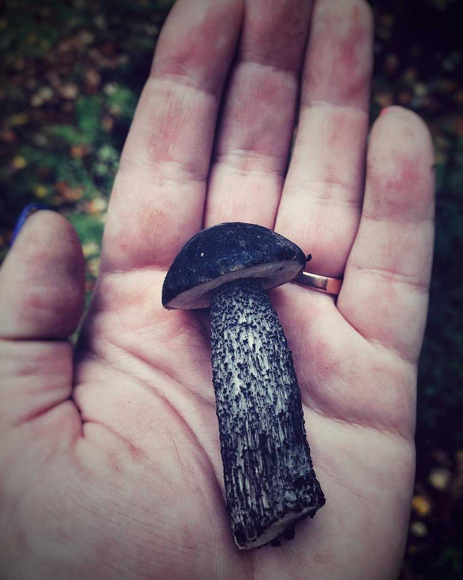 Подберезовик трубчатый гриб