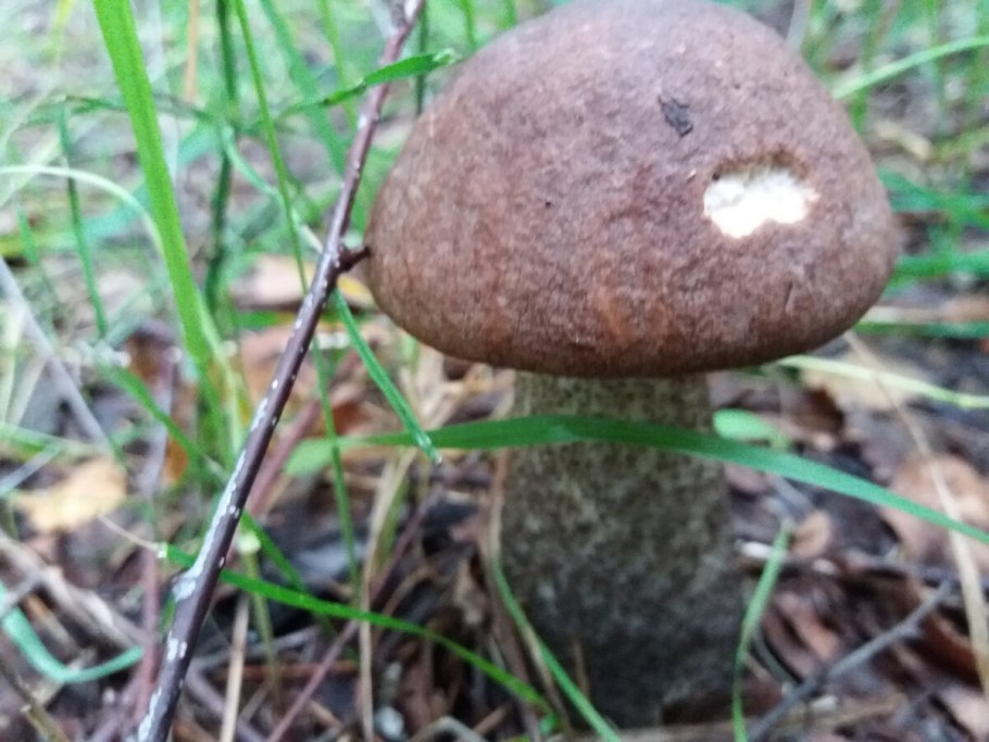 Birch Bolete