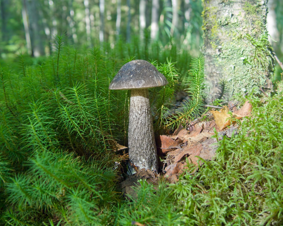 Черноголовик гриб