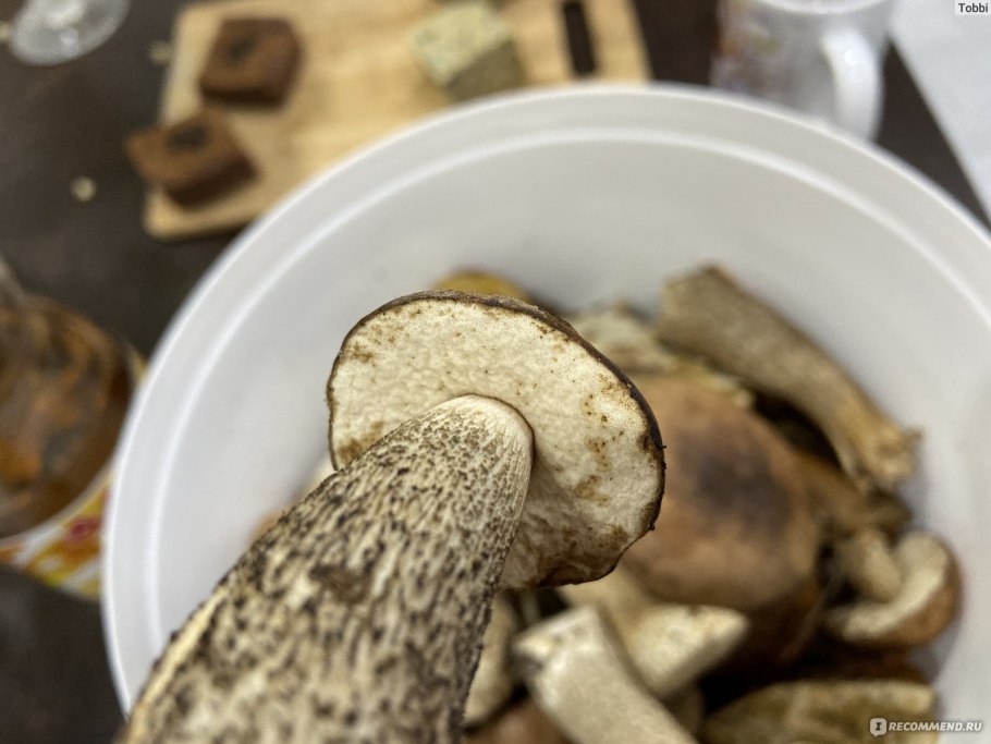 Картинка семейка Подберезовикова