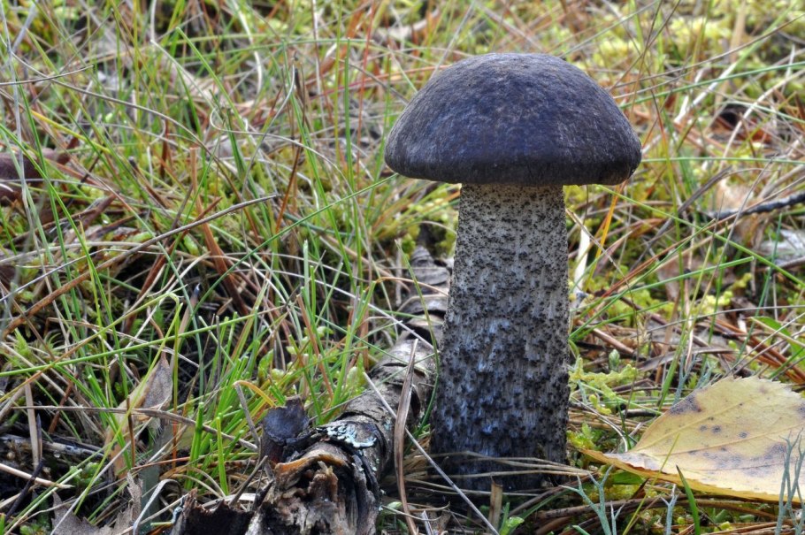 Leccinum schistophilum