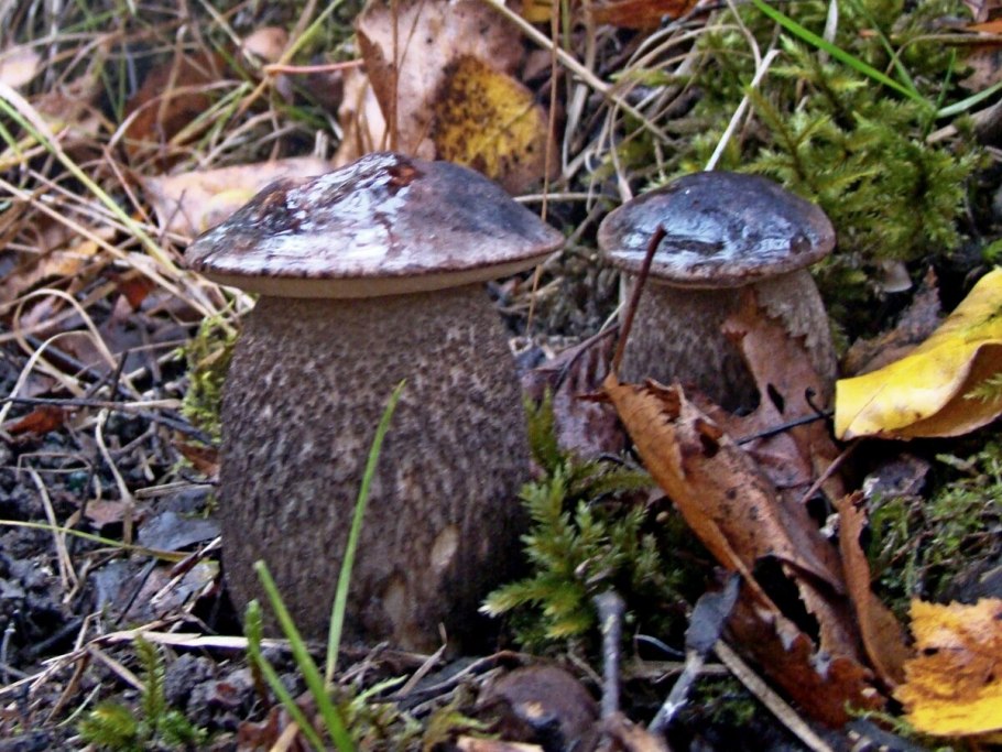 Подберезовики в Латвии розовеет наживая на шляпку