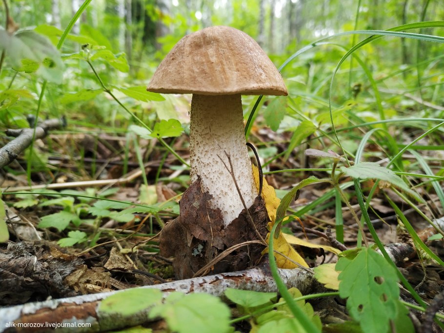 Подберезовик дымчатый