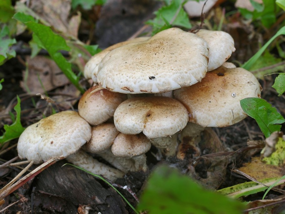 Сильный гриб