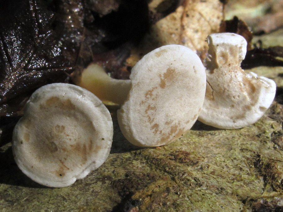 Гриб Эдулис