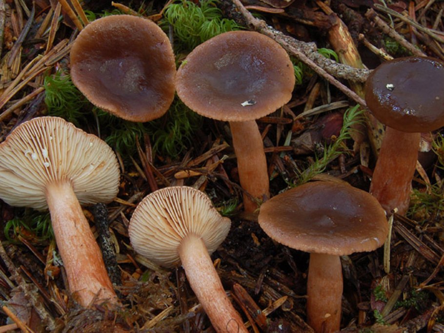 Свинушка Ольховая