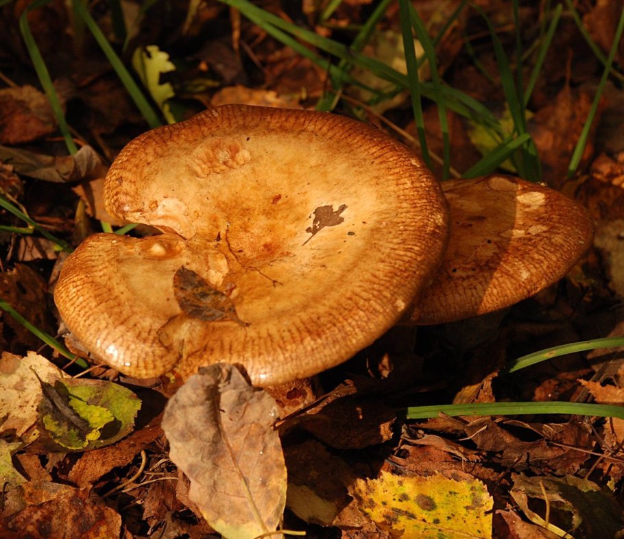 Свинушка тонкая Paxillus involutus