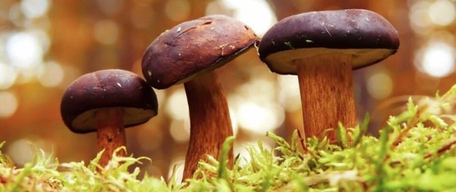 Клавулина коралловидная