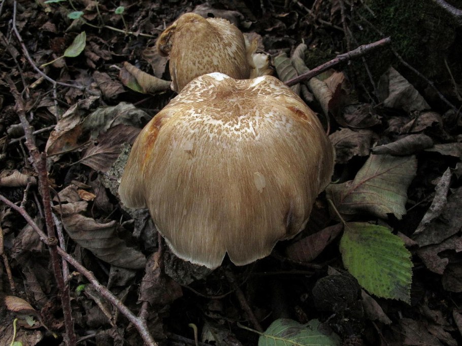 Фламмулина бархатистоножковая