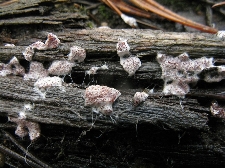 Скрипица подгруздок