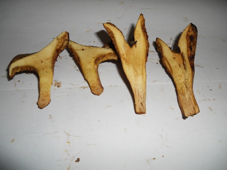 Чернушка гриб