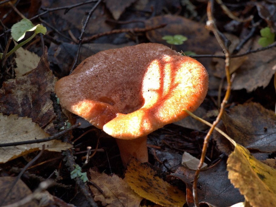 Опёнок осенний