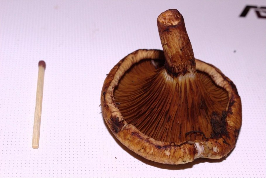 Грибы Мордовии опята