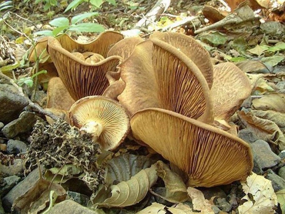 Гриб свинушка Ольховая