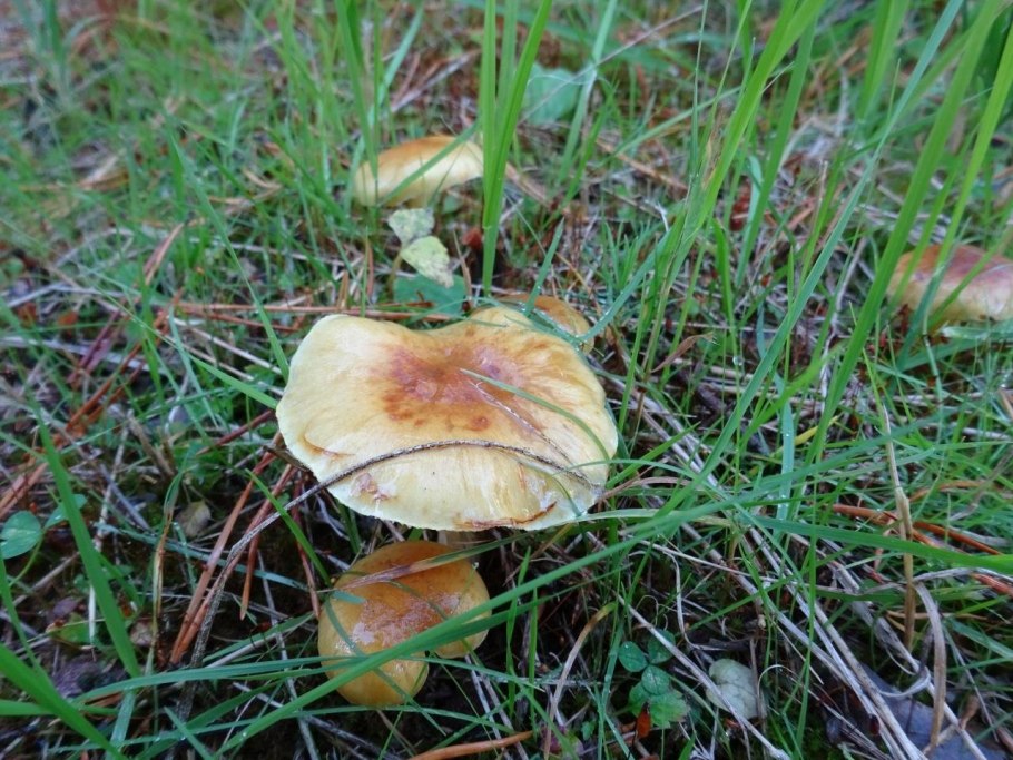 Огневка гриб