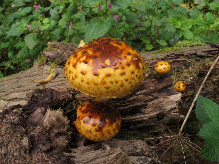 Свинушка Ольховая