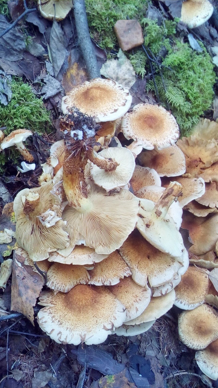 Фотография гриба Ольховник