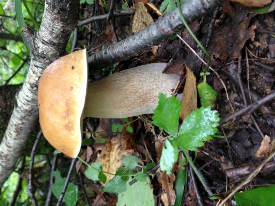 Грибы ольховники фото