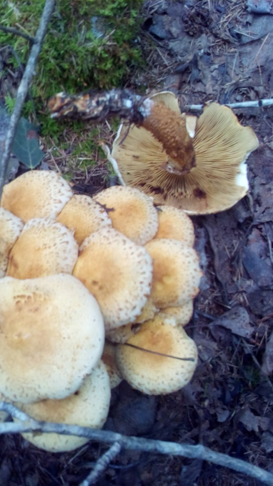 Правский груздь