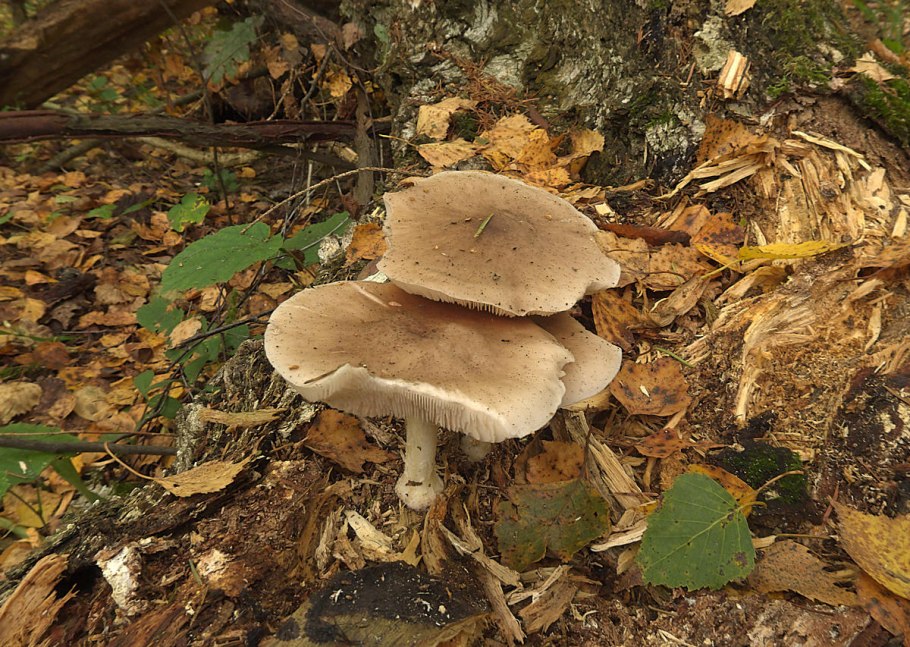 Гриб свинушка Ольховая