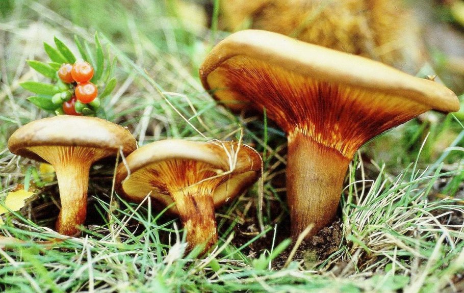 Чешуйчатка камедная Pholiota gummosa