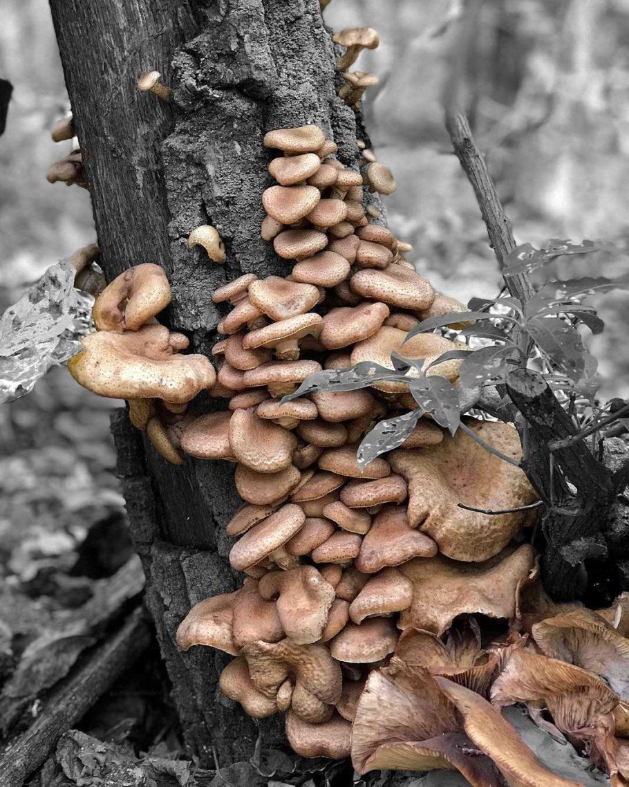 Опята в лесу