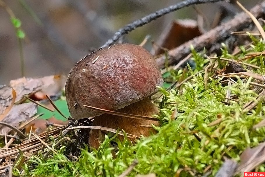 Боровичок гриб