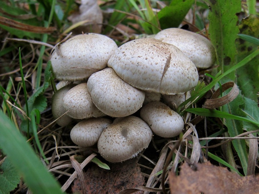 Гриб рядовка опенковидная