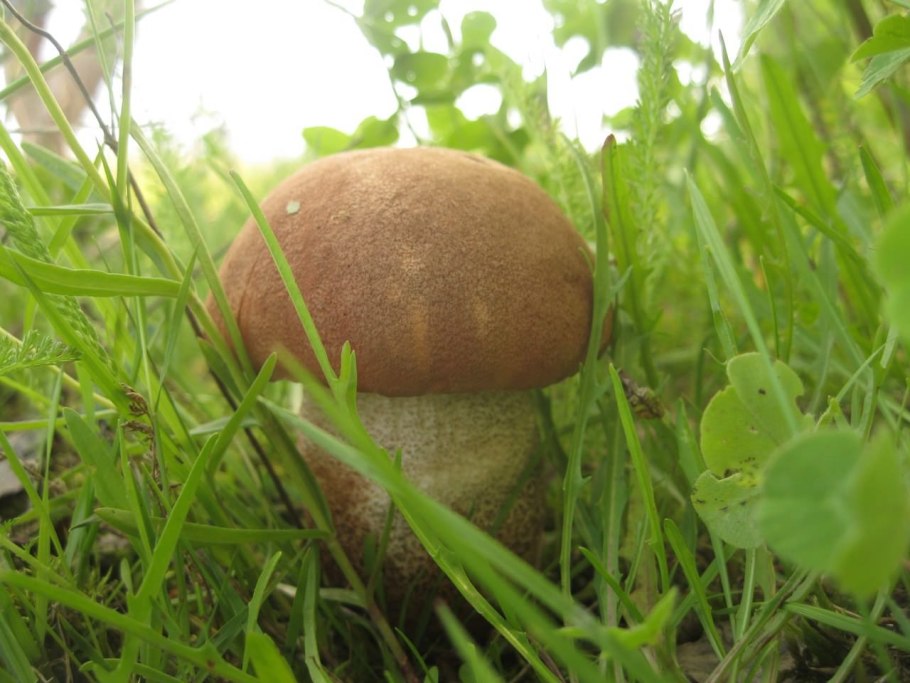 Боровички в соснах