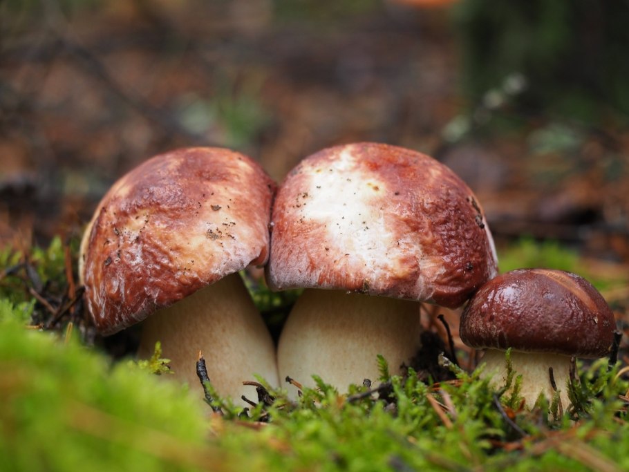 Грибная пора