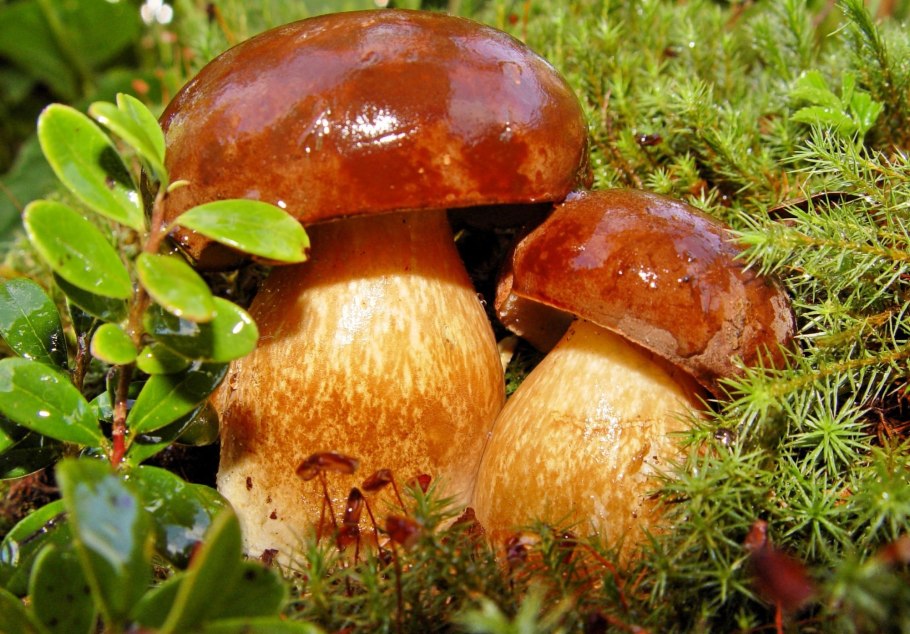 Боровичок гриб