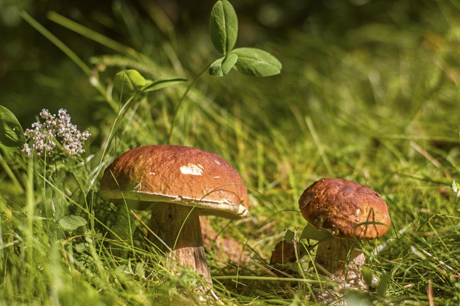 Боровичок фото