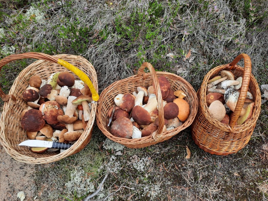 Грибочки из вареных яиц с начинкой