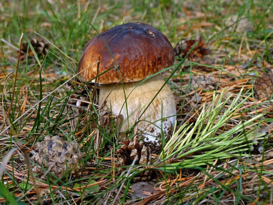 Болетус белый гриб