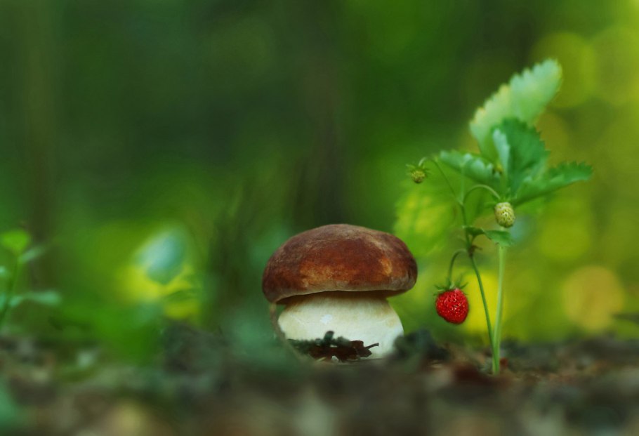 Грибы Беларуси