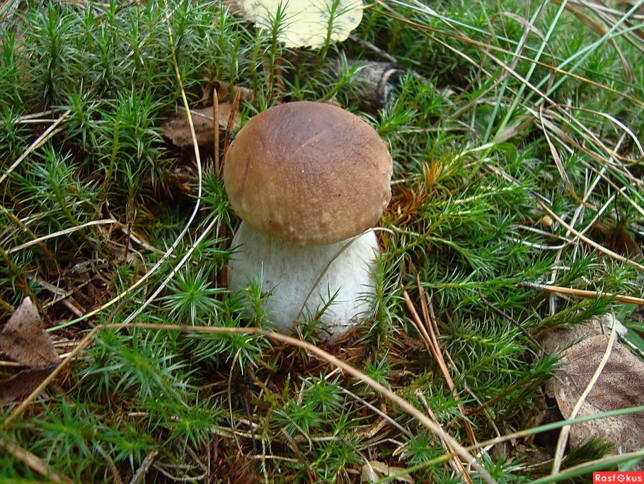 Грибы фото собранных