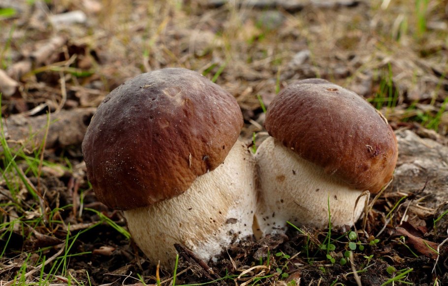 Закуска грибочки-боровички