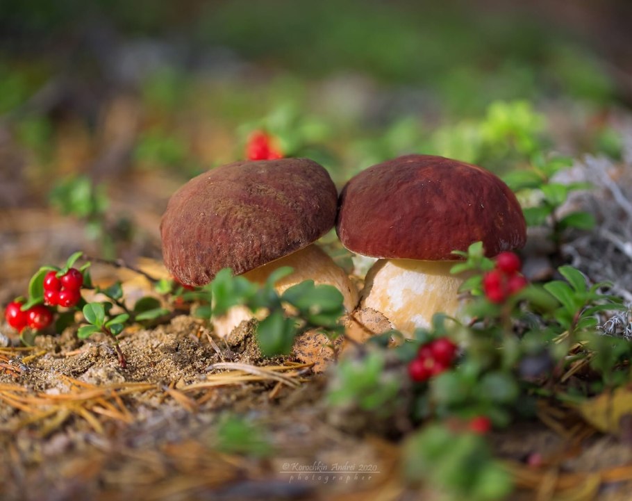 Боровичок цветок